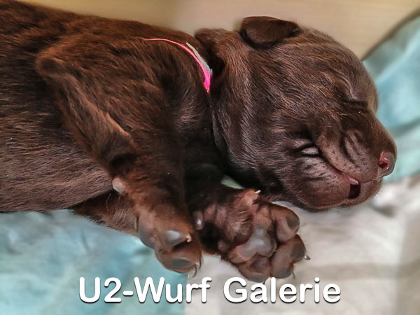 U2-Wurf Galerie